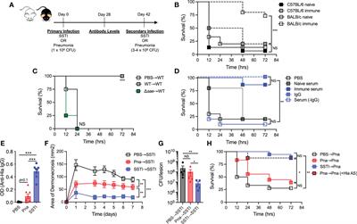 Tissue specificity drives protective immunity against Staphylococcus aureus infection